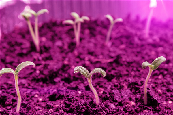 Greenhouse Supplementary Lighting