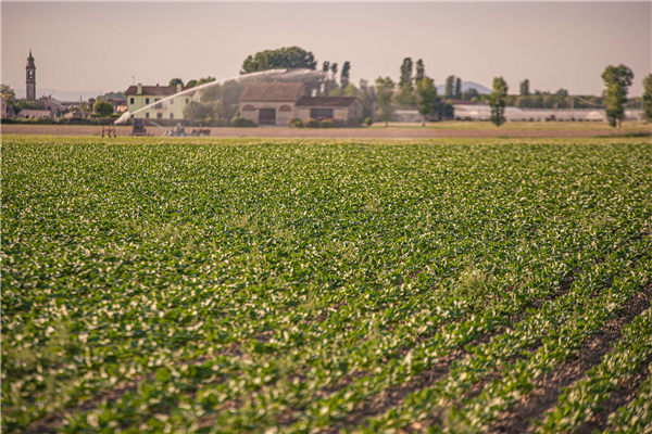 Field Crops