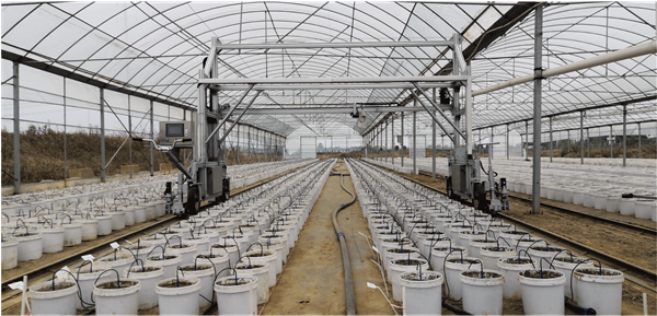 Greenhouse Farming