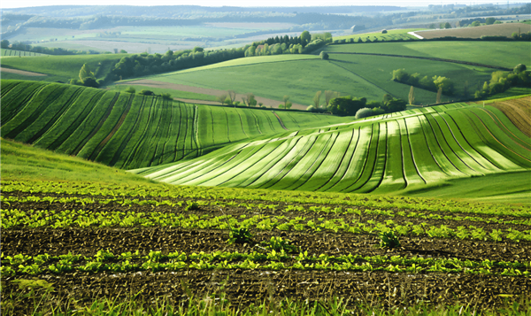 Open farmland
