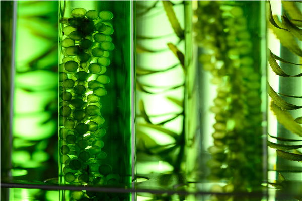 Microbiological Research