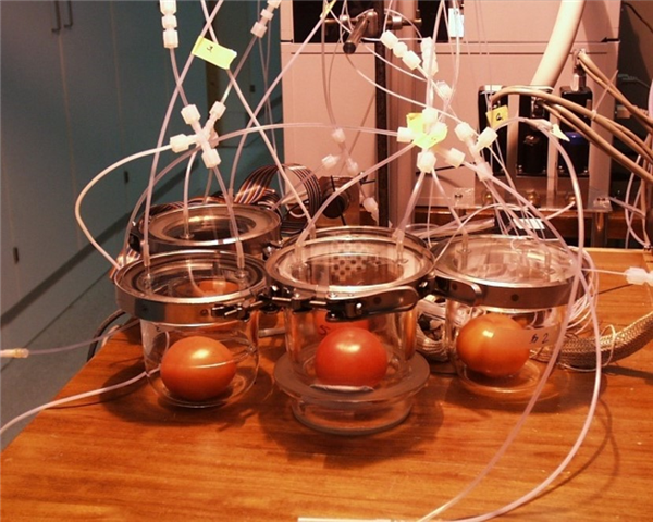 Fruit Growth And Storage