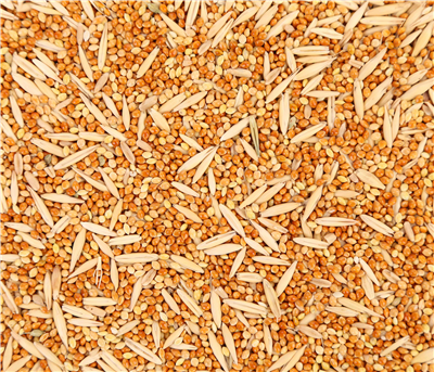 SEED PRODUCTION