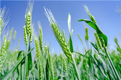 PLANT BREEDING