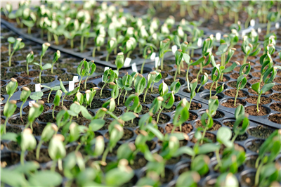 Seedling Development