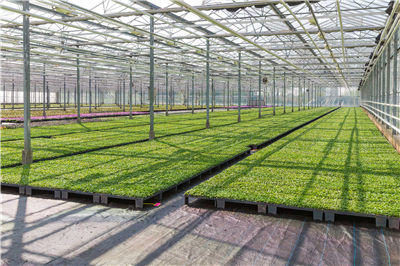 Large-Scale Cultivation