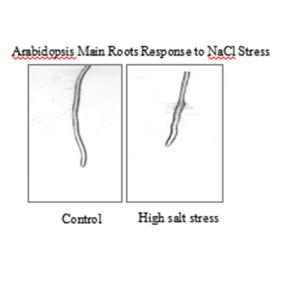 Abiotic stress