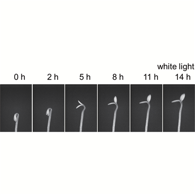 Plant developmental biology