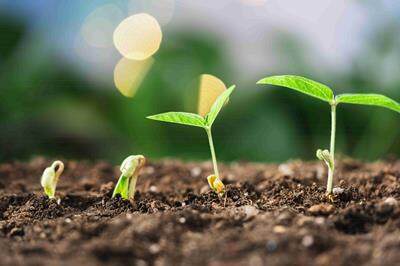 Plant Physiology Research