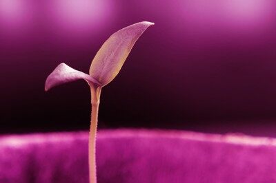 Plant Phenotyping Research