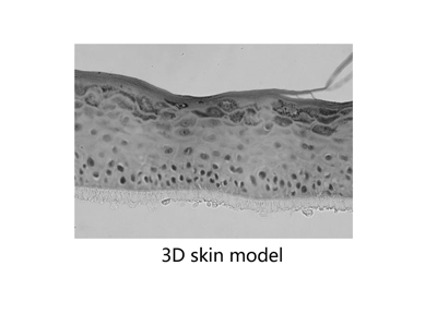 Tissue model-Skin printing