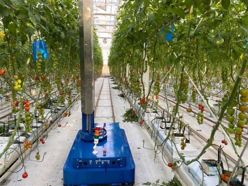 Greenhouse Inspection Robot: Pioneering a New Chapter in Modern Agricultural Technology