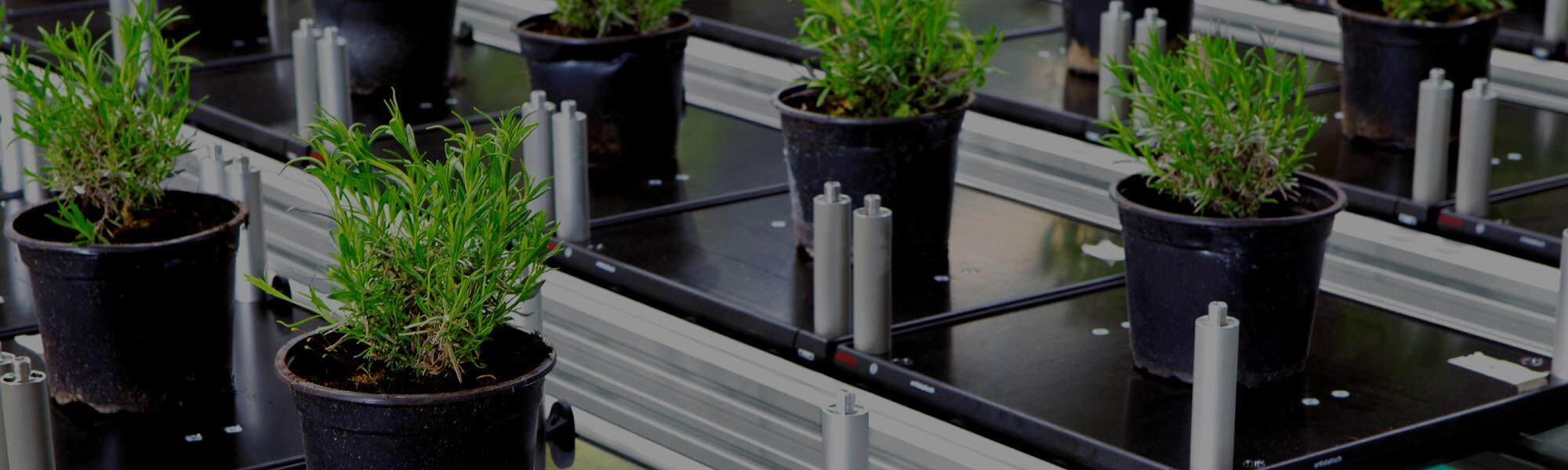 PhenoAIxpert HT