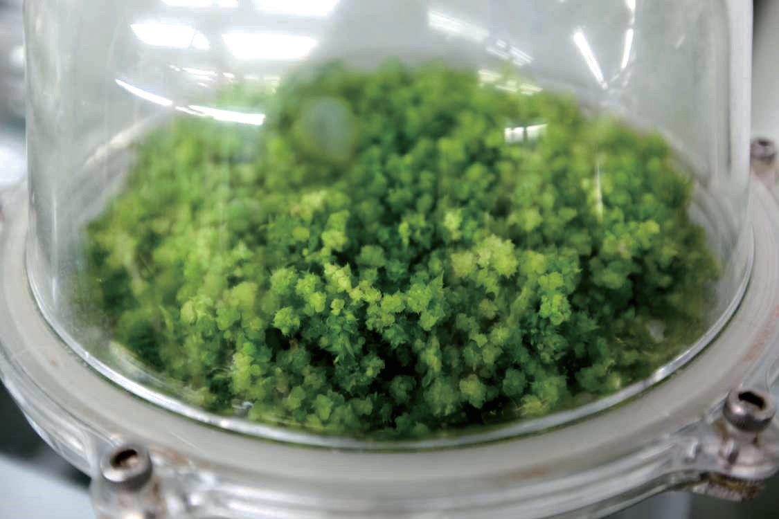 BioF-IV High-Throughput Plant Bioreactor