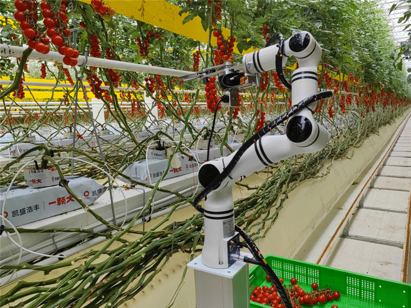 Intelligent Picking UGV (Track-type)