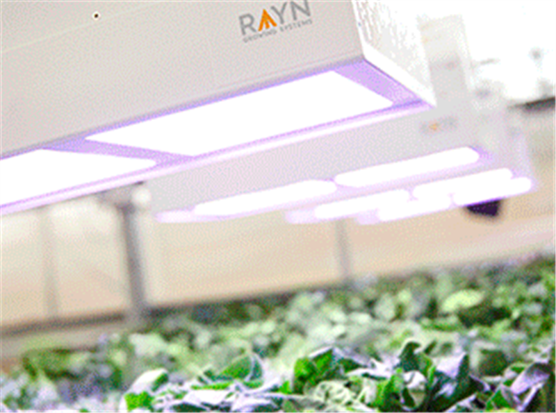 Rosa Luminaires